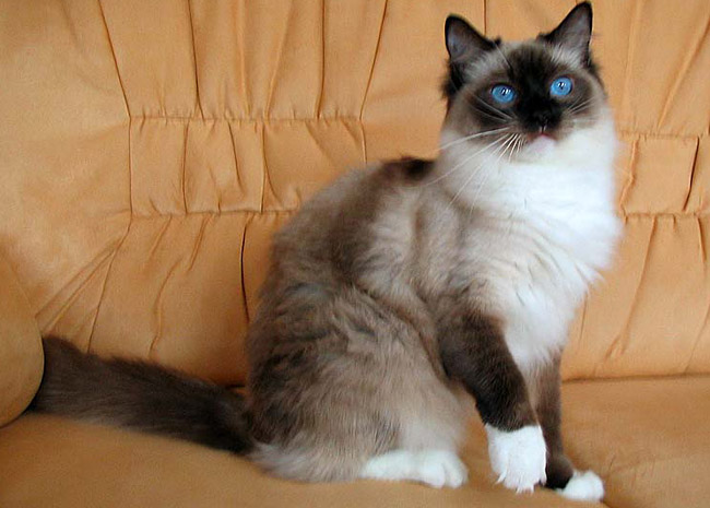 seal mitted ragdoll