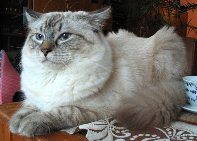 Colors and varietes of Ragdoll Breed 