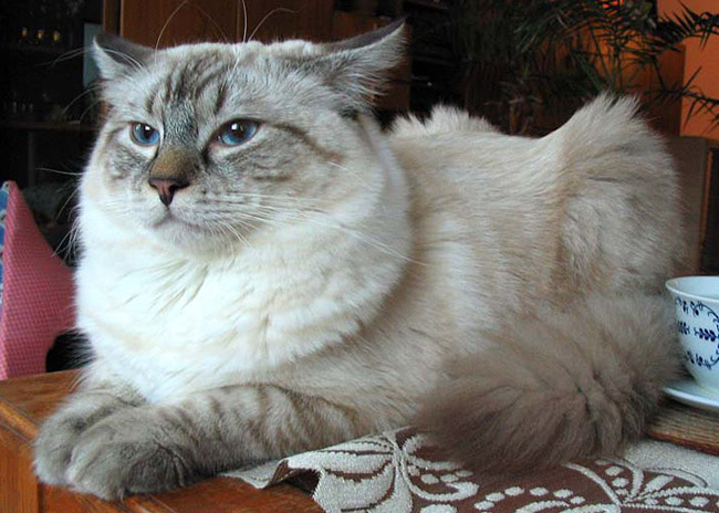 blue lynx tabby ragdoll