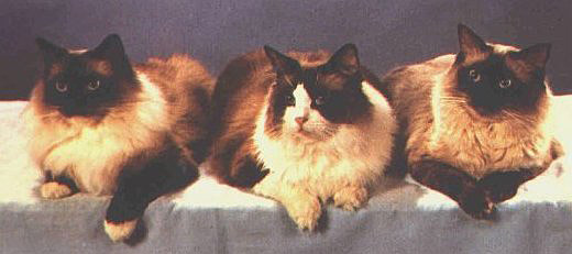 Three legend ragdoll : Pip, Floppy a Happy