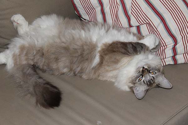 ragdoll Faelis Ragdoll Faelis
