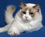 Ragdoll blue bicolor, RAG a 03