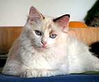 Ragdoll chocolate tortie bicolor, RAG h 03
