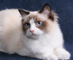 Ragdoll seal bicolor, RAG n 03