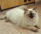Ragdoll chocolate colorpoint, RAG b