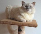 Ragdoll lilac colorpoint, RAG c