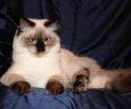 Ragdoll seal colorpoint, RAG n
