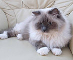 Ragdoll blue mitted, RAG a 04
