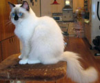 Ragdoll chocolate mitted, RAG b 04