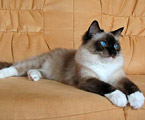 Ragdoll seal mitted, RAG n 04