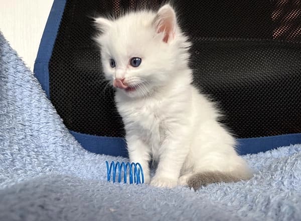 Ori