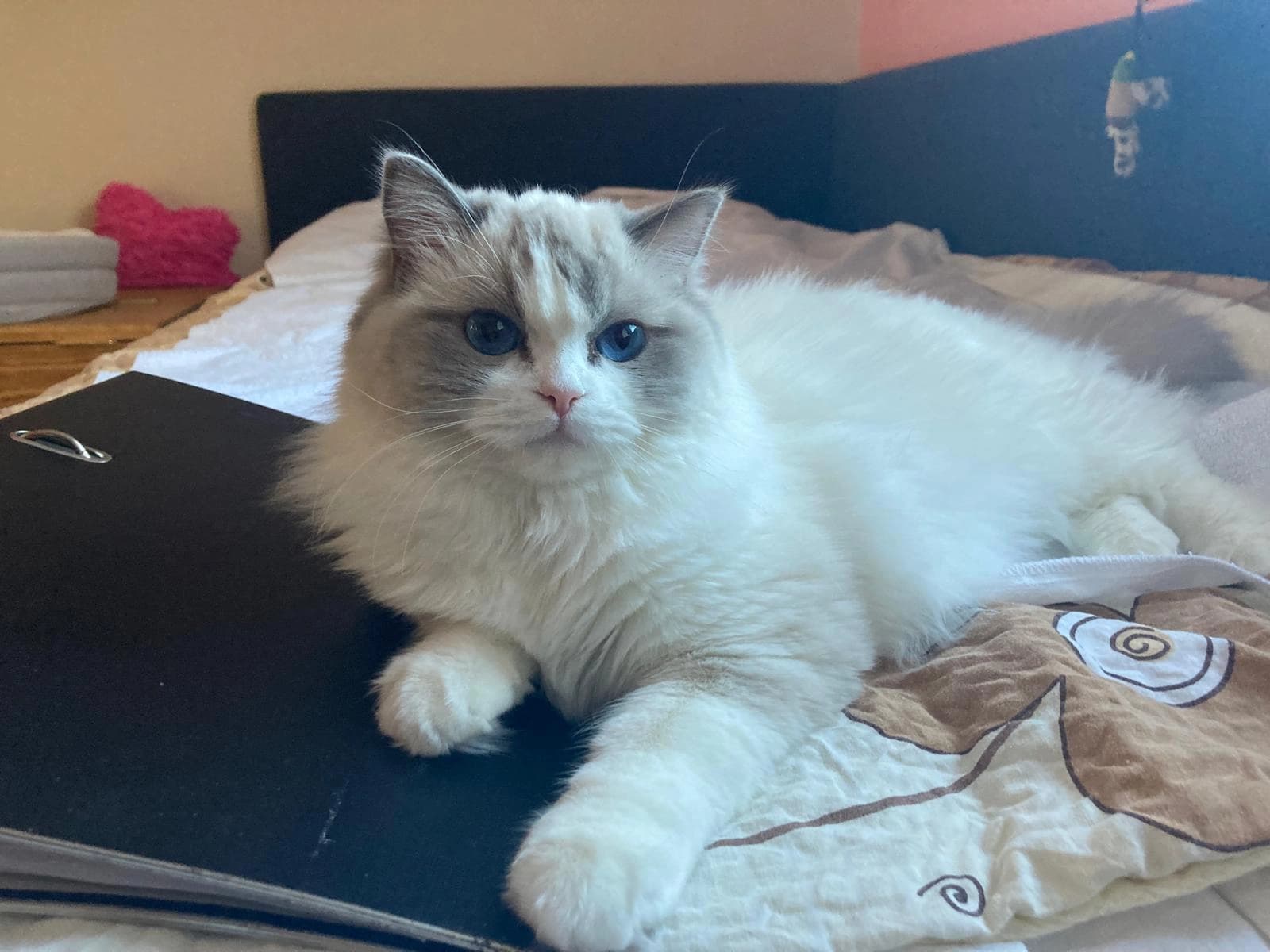 Über die Katzenzucht Faelis top image