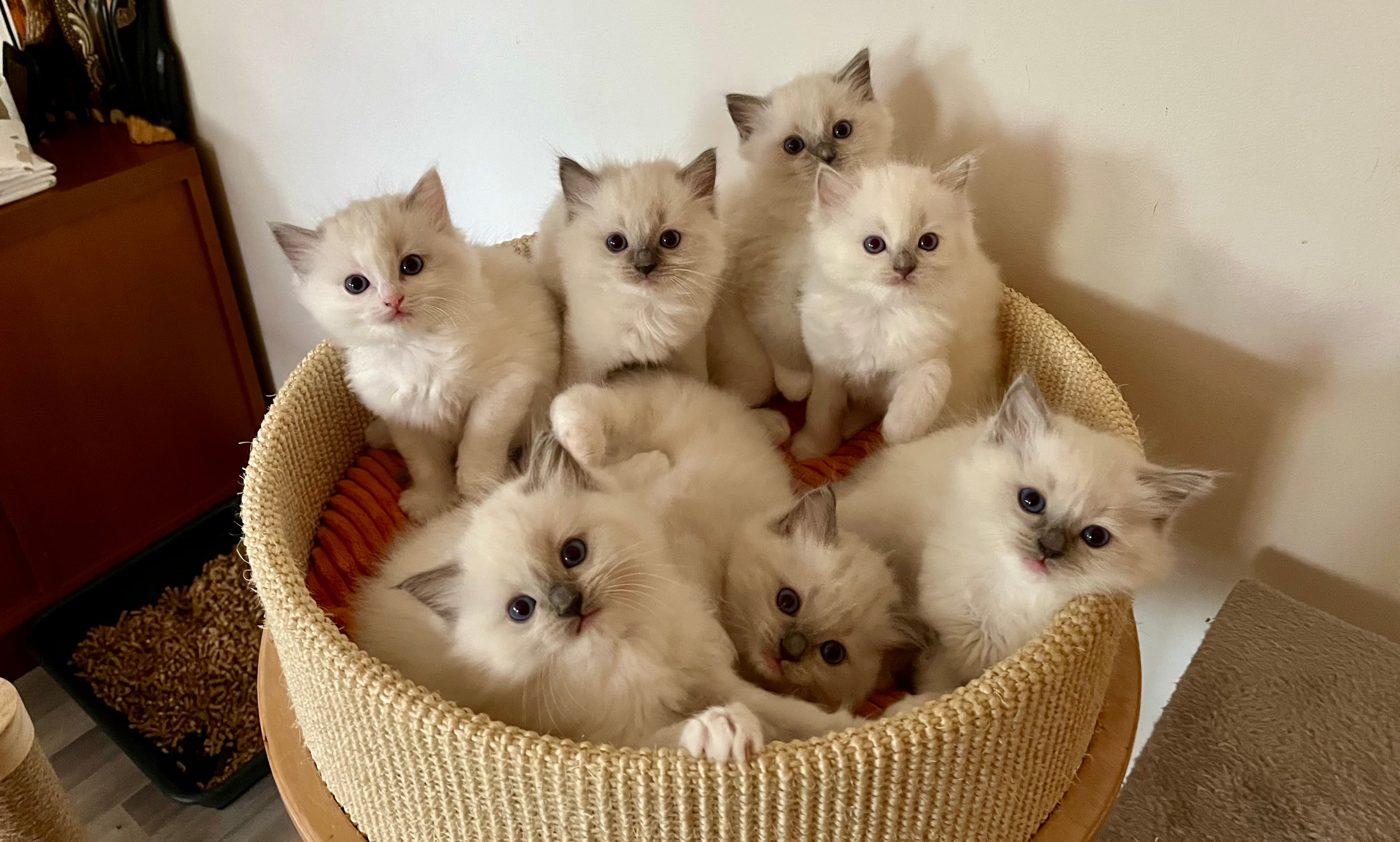 Unsere Kätzchenbackground image