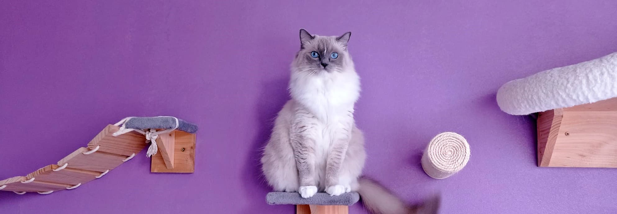 Alle Fakten und Geschichte über die Katzenrasse Ragdollbackground image