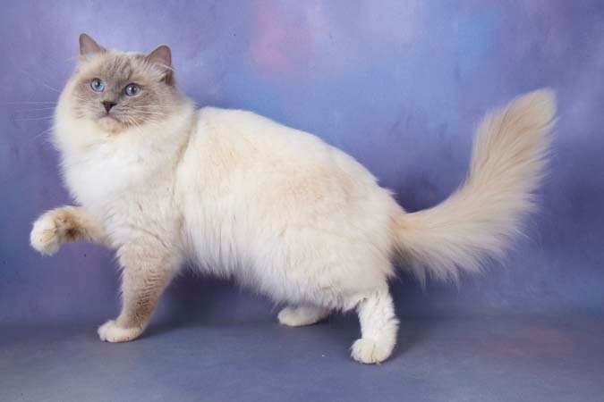 Show Achievementsbackground image