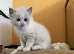 boy blue bicolor (4)