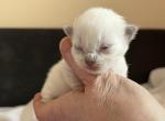 boy blue mitted (6)