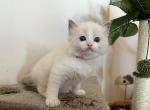 boy blue bicolor (7)