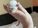girl blue mitted (8)