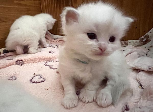 10 lila zel IMG_9781