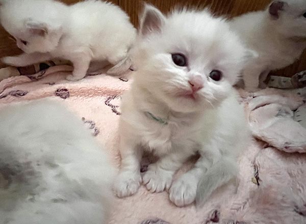 10 lila zelena IMG_9784