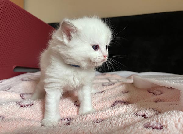lila9 blueIMG_9927