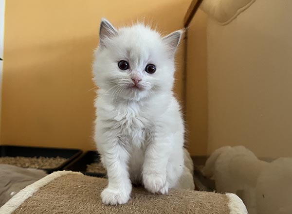 9lilaIMG_0112