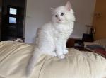 sugarIMG_0910
